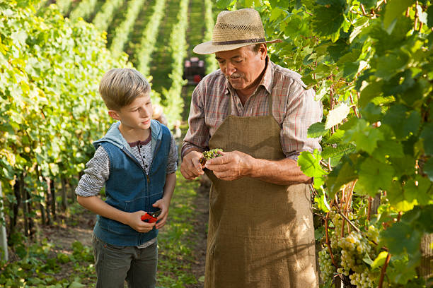 Senior man assisting a boy to cut a bunch of white grapes in vineyard.