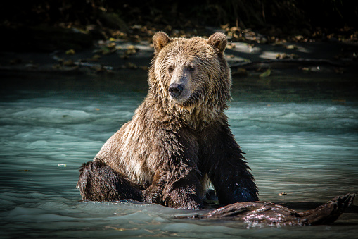 A grizzly bear is sitting in the turquoise river water and waiting for salmons in the northern of British Columbia Canada.