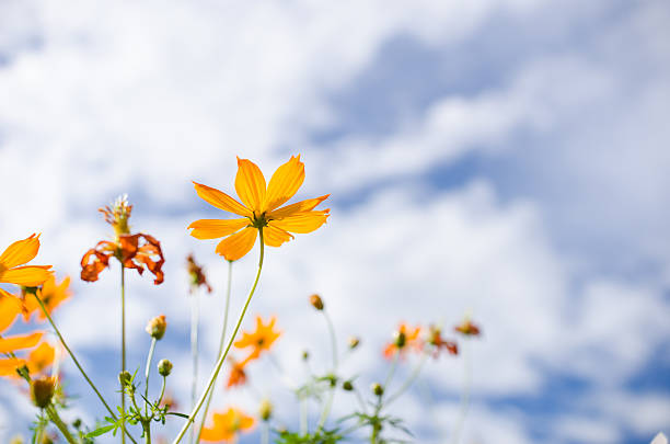 istock Yellow Cosmos flower 495564825