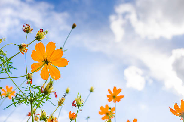 istock Yellow Cosmos flower 495564835