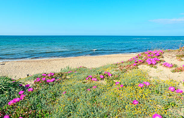 istock green dunes with flowers 495565269