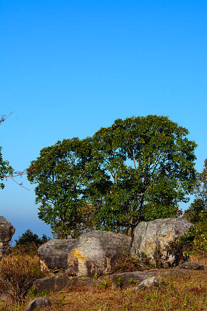 istock stone on Phu Rua mountain , Thailand 495565455
