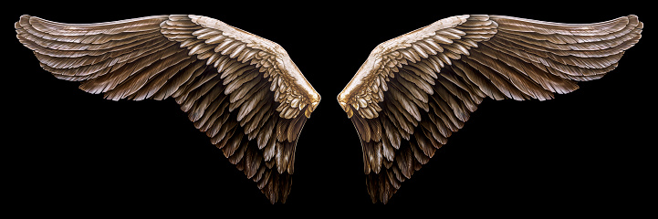 Illustrated pair of bird wings isolated on a black background. A clipping path is included in the file so that the wings can be easily clipped out.