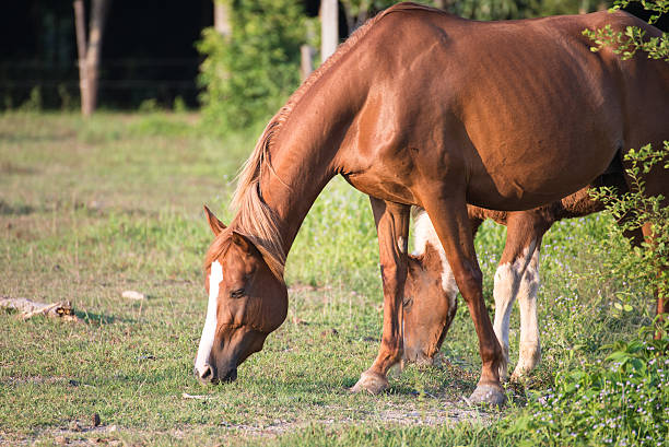 istock Horses in the field 495566437