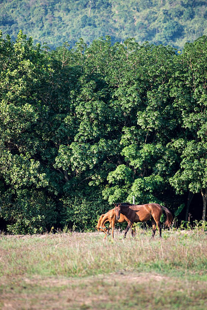 istock Horses in the field 495567415