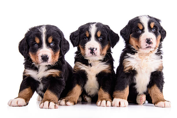 istock puppies Bernese Mountain Dog 495567683