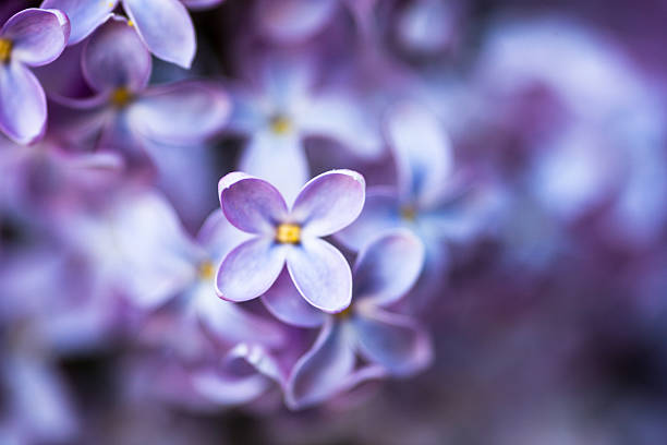 istock Closeup of Lilac flowers 495569101