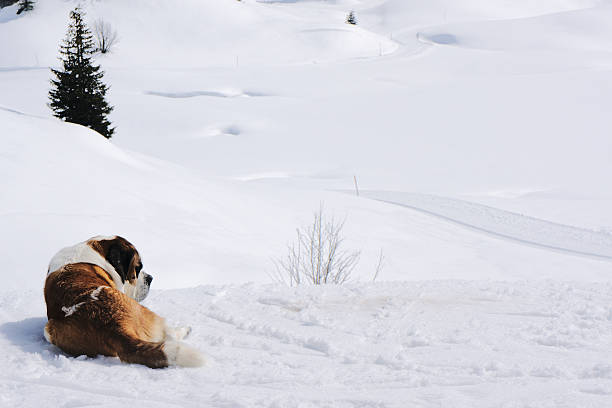Near the Körbersee in Voralberg, Austria, this dog feels home in the snow