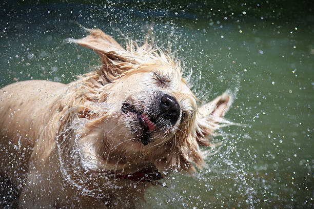Golden Retriever shaking off water after a swim