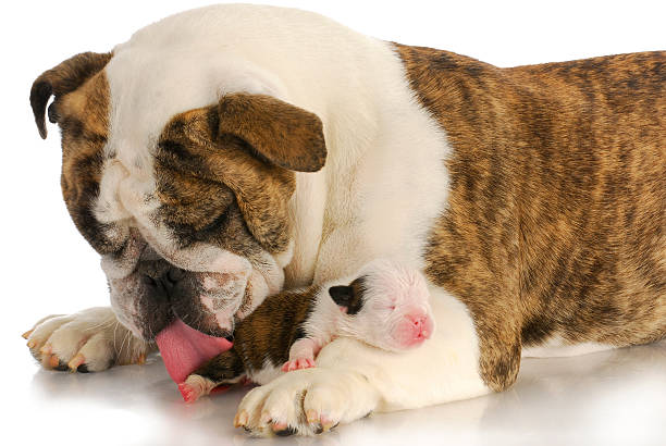 istock newborn puppy being cleaned 495570633