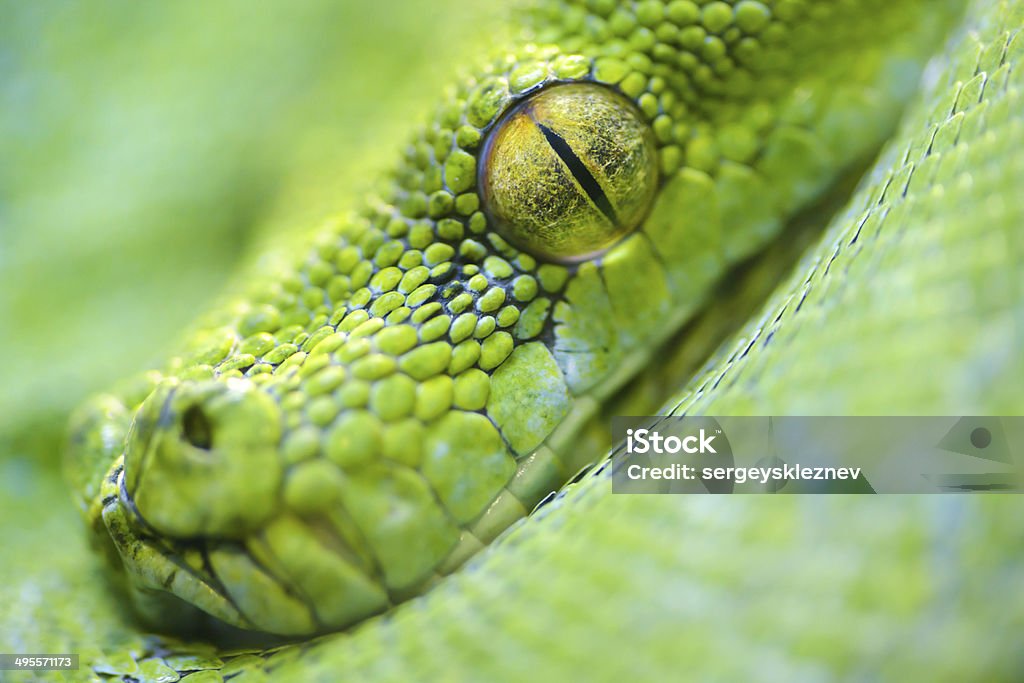Green Python Close Up Green Tree Python Stock Photo - Download Image Now - Close-up, Snake ...