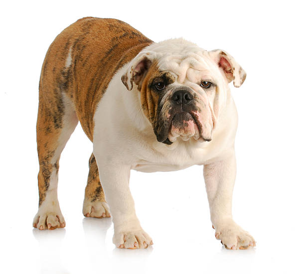 istock english bulldog standing 495571263