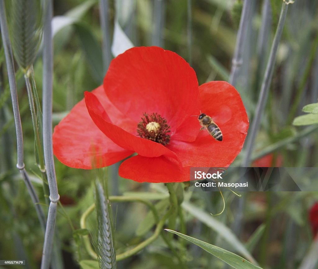 bee on a red poppy a bee on a red poppy, on a cornfield Agricultural Field Stock Photo