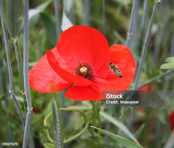 Bee On A Red Poppy Stock Photo - Download Image Now - Agricultural Field, Bee, Botany
