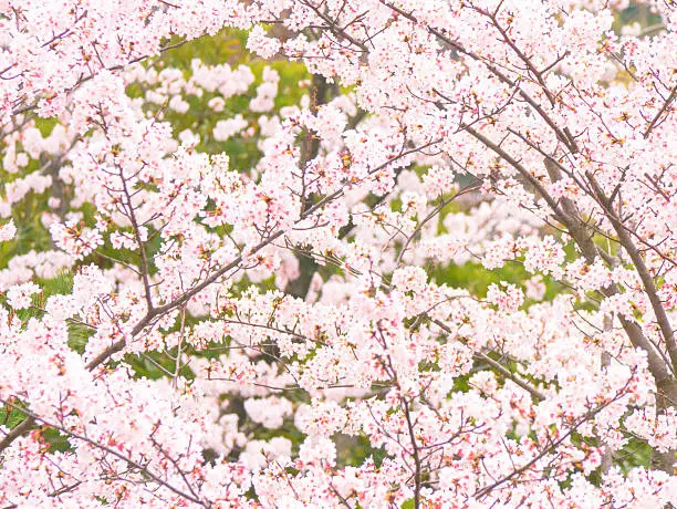 Photo of Yoshino cherry tree branch in full bloom in the sky background