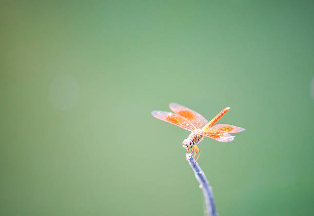 orange dragonfly orange dragonfly calopteryx syriaca stock pictures, royalty-free photos & images