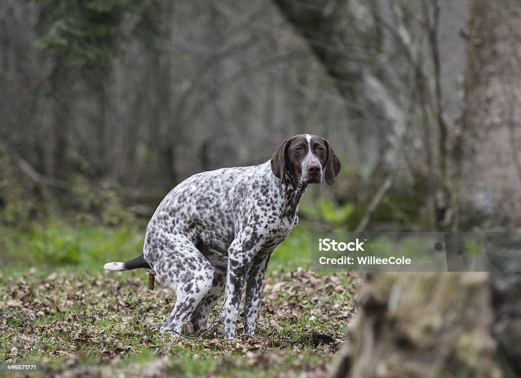 dog pooping dog pooping outside in the woods or park Defecating Stock Photo