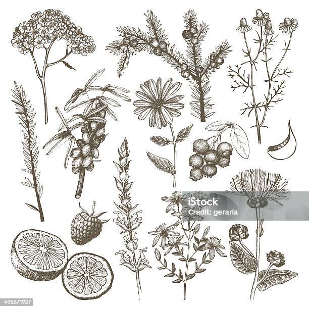 Ink Hand Drawn Medicinal Herbs Stock Illustration - Download Image Now - Lavender - Plant, Orange - Fruit, Lavender Color