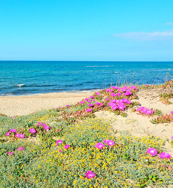 istock green dunes with flowers 495572327