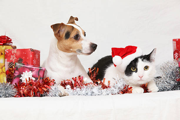 Christmas Jack Rusell terrier with a cat stock photo
