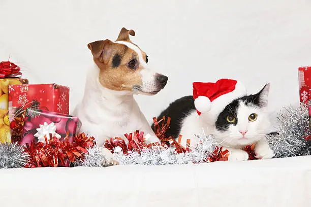 Christmas Jack Rusell terrier with a cat on white background