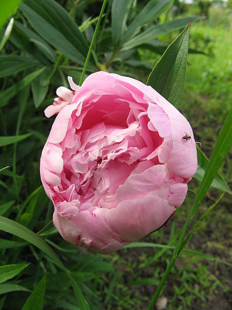 Bud of a pink Peony Paeonia Bud of a pink peony, sort Sara Bernard peone stock pictures, royalty-free photos & images