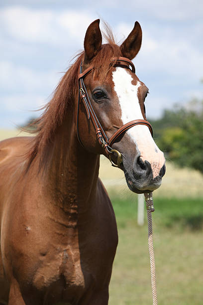 istock Beautiful chestnut warmblood standing on green field 495574980