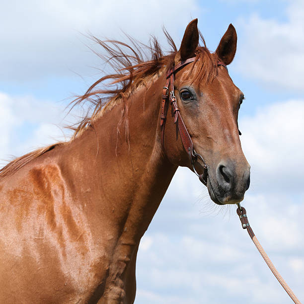 istock Nice Budyonny horse standing on meadow 495575228