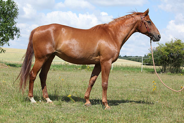 istock Nice Budyonny horse standing on meadow 495575324