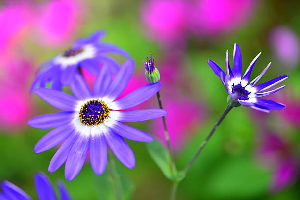 Cineraria (Blue) Cineraria is a genus of flowering plant in the sunflower family. Cineraria has many daisy-like flowers covering the top of the plant that can come in shades of dark pink, red, purple, blue and white. cineraria stock pictures, royalty-free photos & images