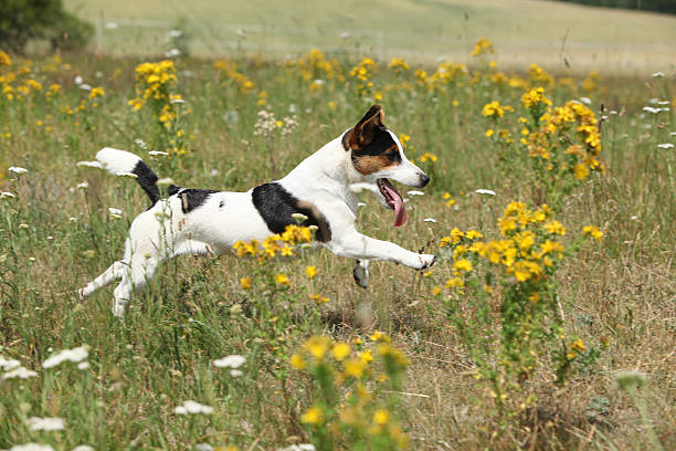 istock Amazing Jack Russell terrier running and jumping 495575784