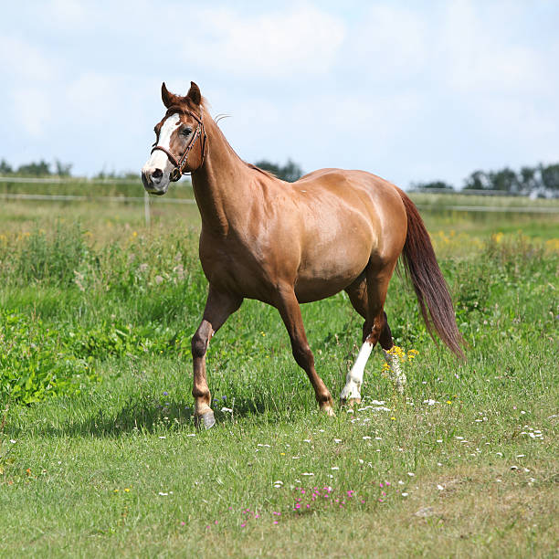 istock Nice chestnut horse running on meadow 495575862