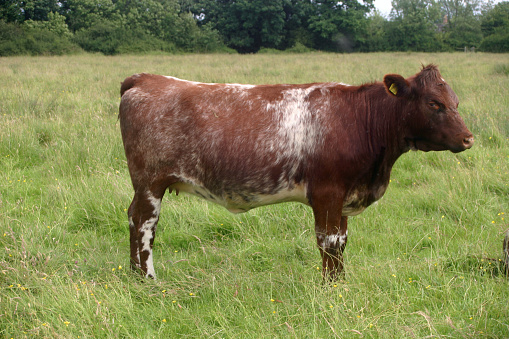 Shorthorn cow in a grassy field with trees in the background.