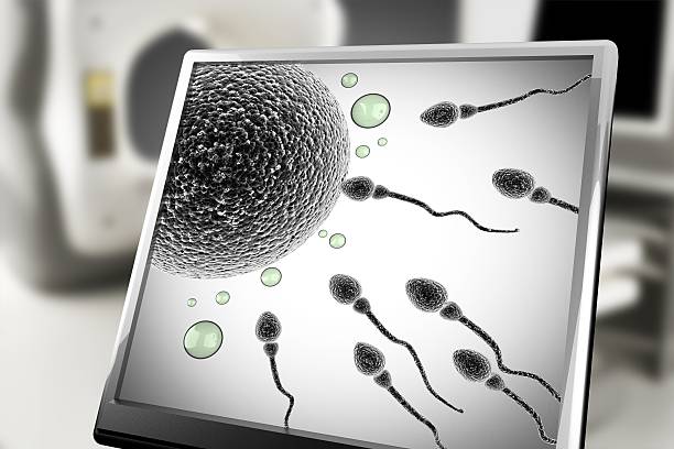 óvulo de espermatozoides y el control en los análisis de laboratorio - ovary human cell cell high scale magnification fotografías e imágenes de stock