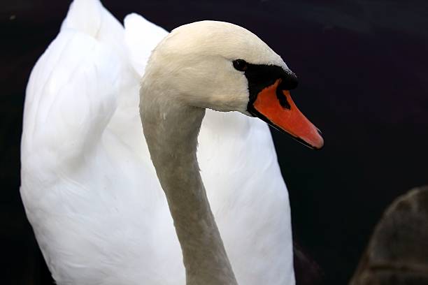 istock Male mute swan 495577026