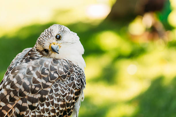 istock Hybrid Gyrfalcon and Saker falcon 495578542
