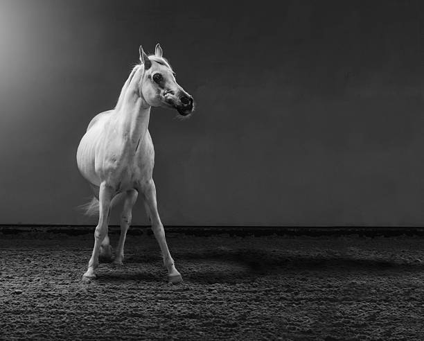 orgulhoso cavalo árabe-garanhão de luz brilhante - horse arabian horse arabia white imagens e fotografias de stock