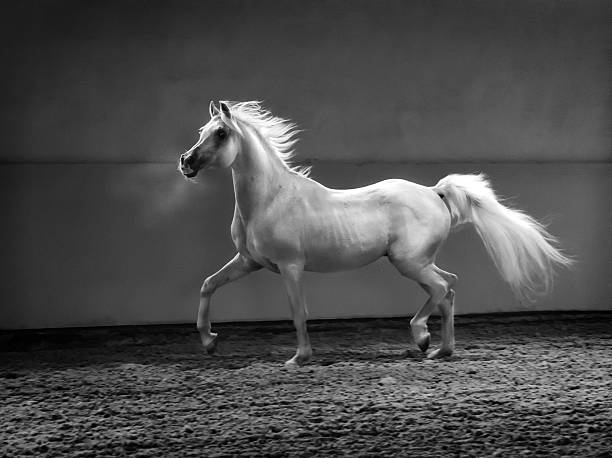 proud arabian horse - stallion in shining light proud arabian horse - stallion in shining light. Monochrom arabian horse photos stock pictures, royalty-free photos & images