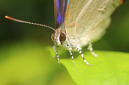 Bug and small insect living in the green garden Thailand