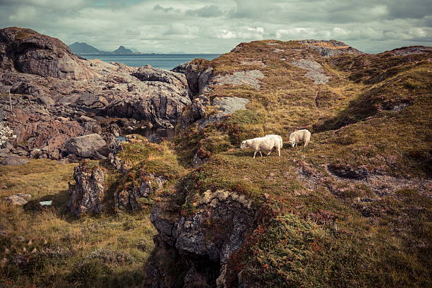 istock lofoten norway island hills with sheeps 3 495580636