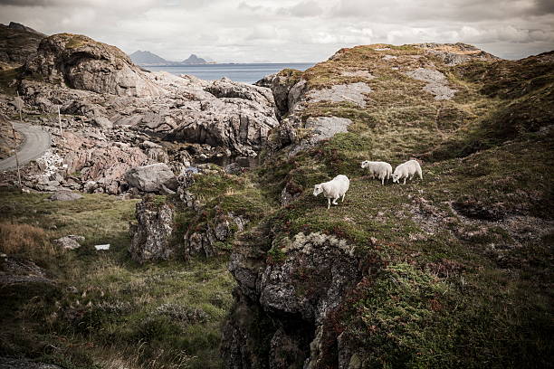 istock lofoten norway island hills with sheeps 4 495580688