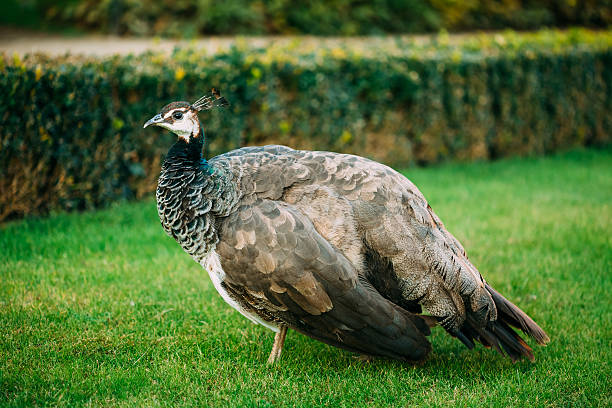 istock Indian peafowl or blue peafowl (Pavo cristatus) 495580914