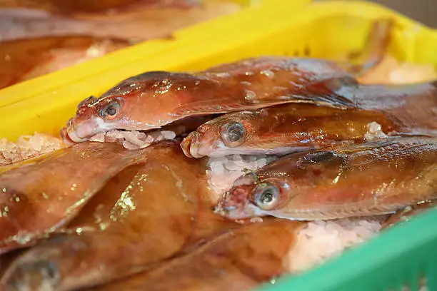 Fresh caught sole on ice for sale at a fish market.