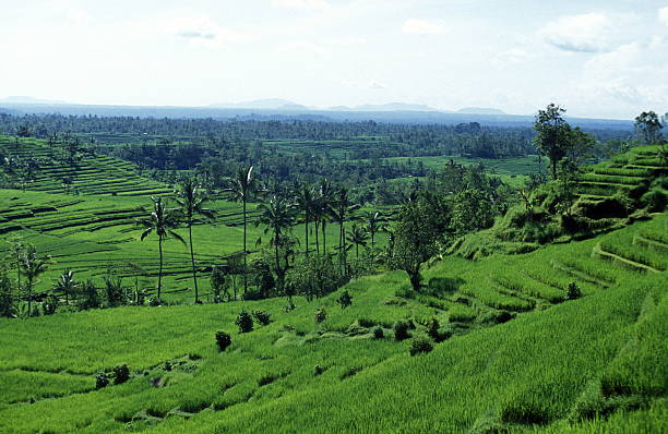 bali - reisbauer fotografías e imágenes de stock