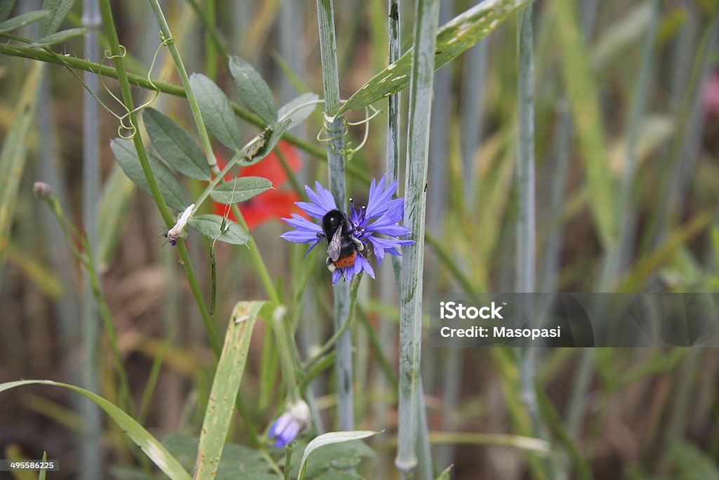 bee on a corn flower a bee on a corn flower, on a cornfield Agricultural Field Stock Photo