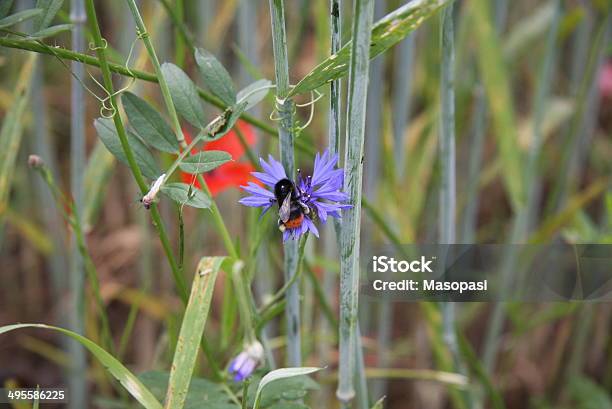 Bee On A Corn Flower Stock Photo - Download Image Now - Agricultural Field, Agriculture, Bee