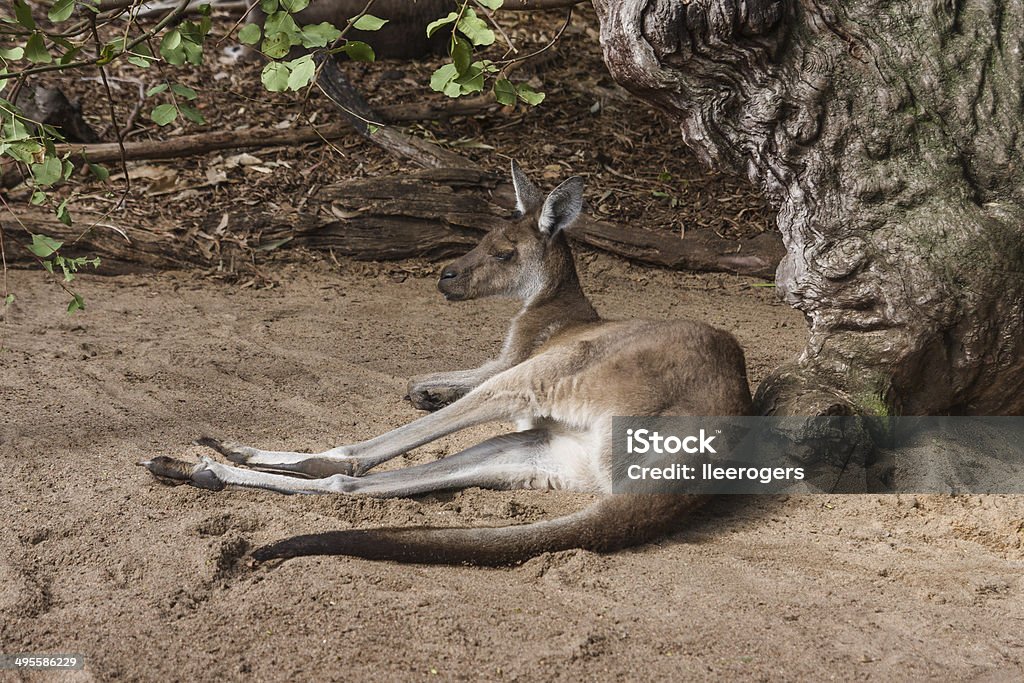 Westliches Graues Riesenkänguruh in Westaustralien - Lizenzfrei Australien Stock-Foto