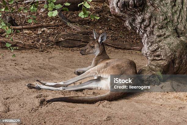 Westliches Graues Riesenkänguruh In Westaustralien Stockfoto und mehr Bilder von Australien - Australien, Beuteltier, Fotografie