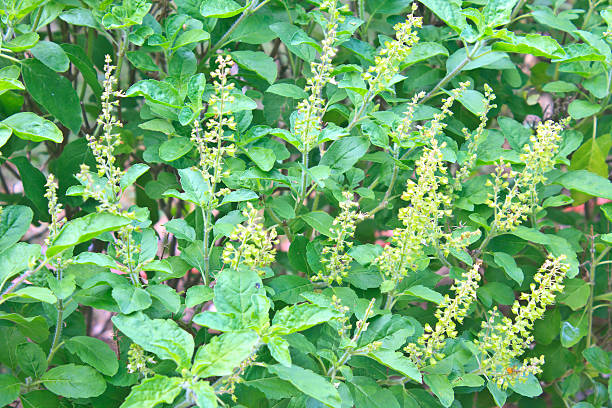 istock Green holy basil with flower and seed 495587651