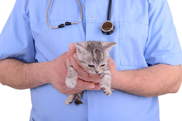 istock veterinarian inspection kitten 495588359